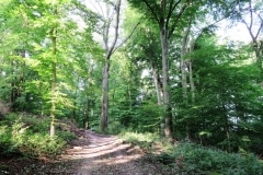 Rheinsteig-Day-8_forest-behind-koblenz