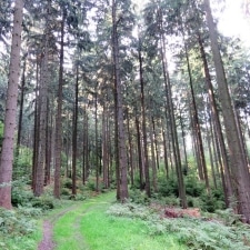 Rheinsteig-Day-8_forest-behind-military-zone